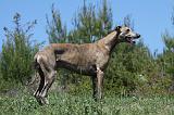 GREYHOUND 142